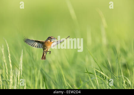 Weiblichen europäischen Schwarzkehlchen Saxicola Rubicola Nistplatz mit Nahrung im Schnabel schweben Stockfoto