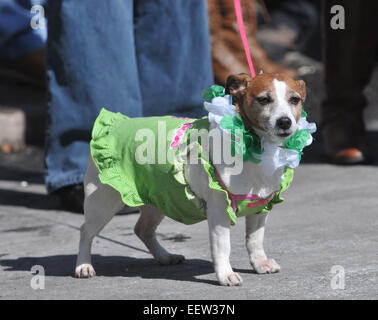 New Haven CT USA - Szenen aus der jährlichen New Haven St. Patricks Parade. Stockfoto