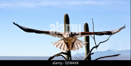 Elegante eisenhaltiger Falke springt in den Flug im Südwesten Amerikas im Freiflug in Arizona-Sonora Desert Museum. Stockfoto