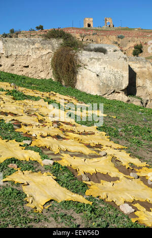 Gefärbte Tierhäute zum Trocknen in der Sonne auf dem Hügel in der Nähe von Merenid Gräber in Fez, Marokko Stockfoto