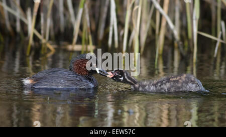 Wenig Grebe (Tachybaptus Ruficollis) Dabchick Loon Fütterung junges Baby im Schilfbeetes Stockfoto