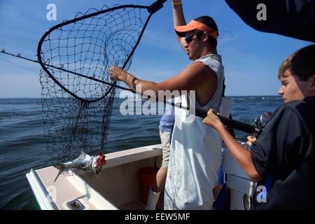 Bluefishing auf ein Charterboot in Clinton, CT, USA Stockfoto