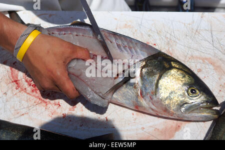 Bluefishing auf ein Charterboot in Clinton, CT, USA Stockfoto