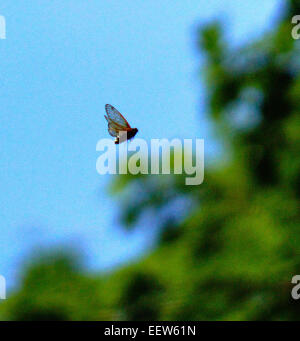 Branford CT USA — 18. Juni 2013.  Eine Zikade fliegt auf Treibholz Lane in North Branford, wo eine Kolonie von Millionen von Insekten aus ihrem 17-jährigen Schlummer entstand zu Paaren und den Zyklus wieder anfangen. Stockfoto