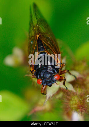 CT USA 18. Juni 2013.  A close up Portrait of die roten Augen von einer Zikade auf Treibholz Lane in North Branford, wo eine Kolonie von Millionen von Insekten aus ihrem 17-jährigen Schlummer zu Paaren entstand und den Zyklus wieder anfangen. Stockfoto