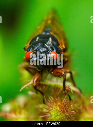 CT USA — 18. Juni 2013.  A close up Portrait of die roten Augen von einer Zikade auf Treibholz Lane in North Branford, wo eine Kolonie von Millionen von Insekten aus ihrem 17-jährigen Schlummer zu Paaren entstand und den Zyklus wieder anfangen. Stockfoto