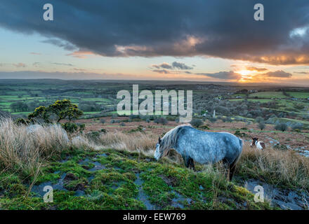 Moorland Ponys Weiden bei Sonnenuntergang auf Caradon Hill auf Bodmin Moor in Cornwall Stockfoto