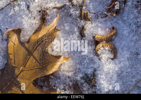 Gefallenen Roteiche, Quercus Rubra, Blatt- und Eichel Kappen in den Schnee in Mecosta County, Michigan, USA Stockfoto