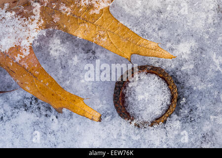 Gefallenen Roteiche, Quercus Rubra, Blatt- und Eichel GAP in den Schnee in Mecosta County, Michigan, USA Stockfoto