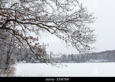 White Oak, Quercus Alba, im Winter am Rande einer Feld-Hof in Mecosta County in der Nähe von großen Stromschnellen und Stanwood, Michigan, USA Stockfoto