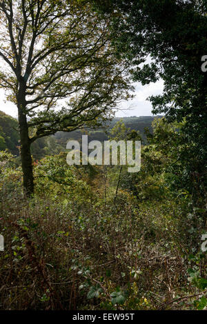 Herbstliche pastorale Szenen in der Nähe von Bromyard bei Tedstone Delamere, Herefordshire, England mit Bäumen und Laub Stockfoto