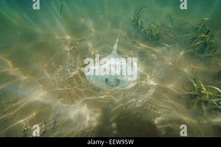 Karibische Whiptail Stingray, Himantura Schmardae, auf der Suche nach Nahrung am Boden des Ozeans mit Sonnenstrahlen Stockfoto