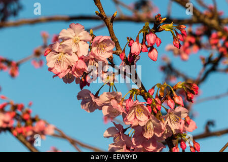 blühender Kirschbaum Stockfoto