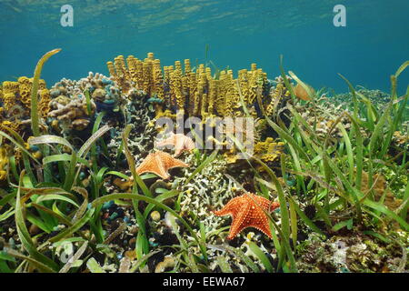 Unter Wasser in einem flachen karibischen Korallenriff mit Seestern und Meer Schwamm, Panama Stockfoto