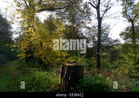 Herbstliche pastorale Szenen in der Nähe von Bromyard bei Tedstone Delamere, Herefordshire, England mit Bäumen und Laub Stockfoto