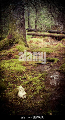 Elch-Schädel im alten Wald im südöstlichen Alaska Stockfoto