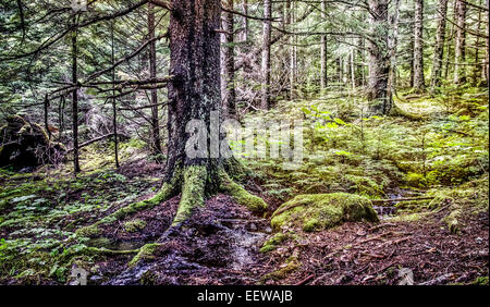 Hemlock und Fichten Bäume im alten Wald im Südosten Alaskas. Stockfoto