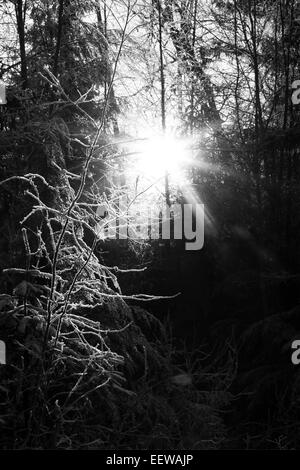 Tief stehender Sonne durch ein Alaskan Wald mit Frost an Ästen. Stockfoto