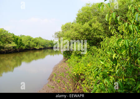 Mangroven und Feuchtgebiete von Goa Indien Mangrovenwälder Stockfoto