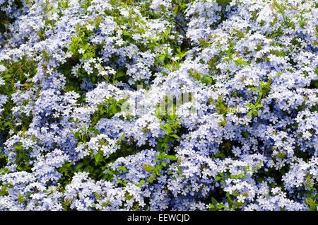 Plumbago Auriculata; Cape Leadwort Stockfoto