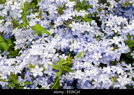 Plumbago Auriculata; Cape Leadwort Stockfoto