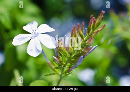 Plumbago Auriculata Cape Leadwort Stockfoto