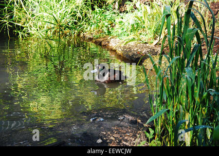 New Zealand männlichen Scaup Aythya novaeseelandiae Stockfoto