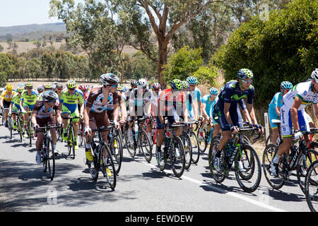 Adelaide, Australien. 22. Januar 2015. Fahrer, die auf der Durchreise den Adelaide Hills in Phase 3 der 2015 Tour Down Under.Rohan Dennis (AUS) BMC Racing Team fuhr fort, um die Etappe zu gewinnen. Stockfoto
