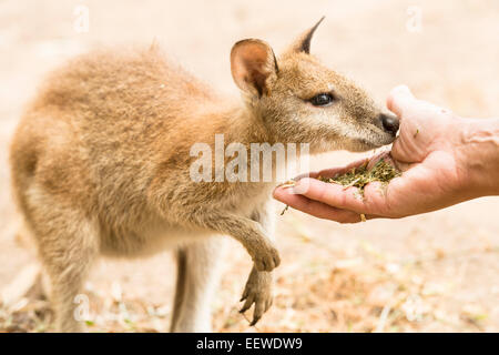 Nahaufnahme von einem Barrenjoey schnüffeln die Hand einer Frau, die das junge Känguruh auf einen "Streichelzoo" eingezogen wird. Australien Stockfoto
