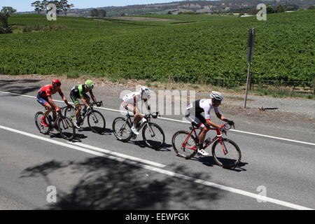 Adelaide, Australien. 22. Januar 2015. Stufe 3 Ausreißergruppe von vier Fahrern, Will Clarke von Drapac Professional Racing, Lasse Norman Hansen (Cannondale-Garmin), Calvin Watson (Trek) und Axel Domont (AG2R La Mondiale) vorbei malerischen Weinbergen in der Nähe von Lobethal in Phase 3 der Santos Tour Down Under am 22. Januar 2015 in Adelaide, Australien. © Peter Mundy/Alamy Live-Nachrichten Stockfoto