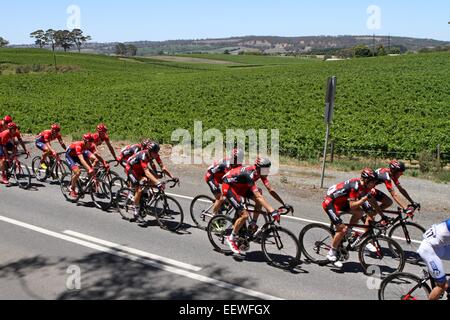 Adelaide, Australien. 22. Januar 2015. BMC Racing Team fahren vorbei an Weinbergen in der Nähe von Lobethal in Phase 3 der Santos Tour Down Under am 22. Januar 2015 in Adelaide, Australien. Evans gewann der Sprinter Trikot am Ende von Phase 3. © Peter Mundy/Alamy Live-Nachrichten Stockfoto