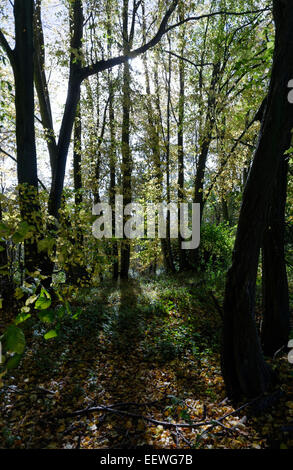 Herbstliche pastorale Szenen in der Nähe von Bromyard bei Tedstone Delamere, Herefordshire, England mit Bäumen und Laub Stockfoto