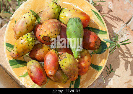 Indische Feigen Opuntia, Barbary Fig, Cactus Pear Prickley Pear, Echter Feigenkaktus, Frucht, Kaktusfeige, Opuntia Ficus-indica Stockfoto