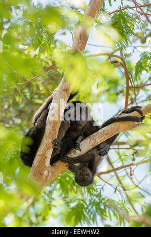 Weibliche Golden Jaguaren Howler Monkey Alouatta Palliata mit Baby in den Bäumen in der Nähe von Manzanillo, Costa Rica, März 2014. Stockfoto