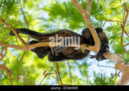 Weibliche Golden Jaguaren Howler Monkey Alouatta Palliata mit Baby in den Bäumen in der Nähe von Manzanillo, Costa Rica, März 2014. Stockfoto