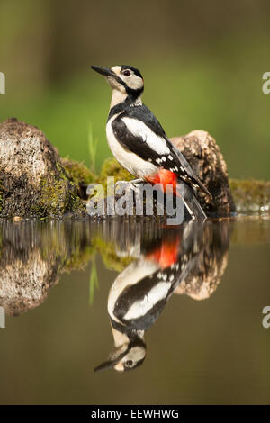 Großen spotted Woodpecker Dendrocopus großen sitzen auf Seite des Teichs mit Reflexion Stockfoto