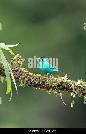 Grün Kleidervogel Chlorophanes Spiza thront auf bemoosten Ast bei Boca Tapada, Costa Rica, Februar 2014. Stockfoto