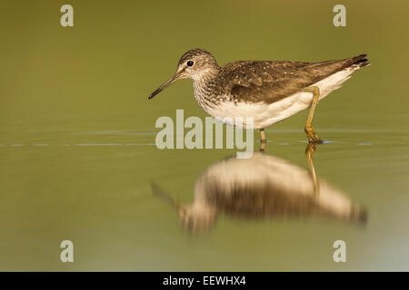 Green Sandpiper Tringa Ochropus Fütterung im flachen Wasser, See Csaj, Pusztaszer, Ungarn, Juni 2014. Stockfoto