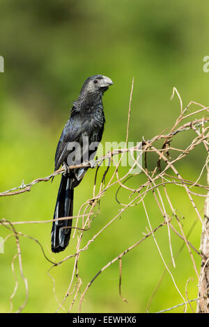 Nut-billed Ani Crotophaga Sulcirostris thront auf Zaun in der Nähe von Boca Tapada, Costa Rica, Februar 2014. Stockfoto