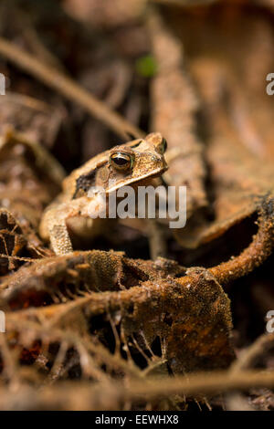 Gulf Coast Toad Incilius Valliceps in unter Regenwald Blattsänfte Boca Tapada, Costa Rica, in der Nähe von Januar 2014. Stockfoto