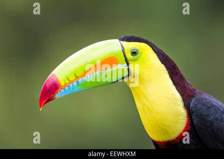 Nahaufnahme von Kiel-billed Toucan Ramphastos Sulfuratus bei Boca Tapada, Costa Rica, Dezember 2013. Stockfoto