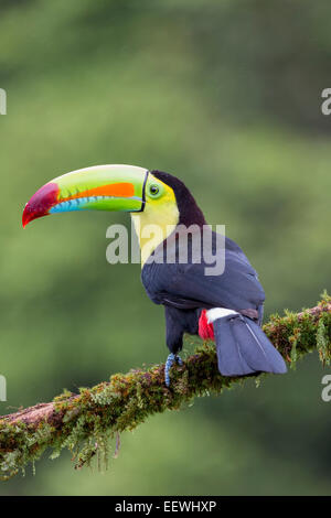 Kiel-billed Toucan Ramphastos Sulfuratus thront auf bemoosten Ast bei Boca Tapada, Costa Rica, Januar 2014. Stockfoto