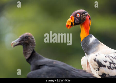 Erwachsenen König Geier Sarcoramphus Papa und amerikanische Schwarzgeier (Coragyps Atratus Atratus) stehende Alarm bei Boca Tapada, Kosten Stockfoto