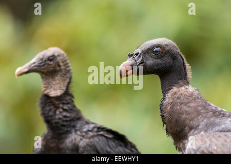 Juvenile König Geier Sarcoramphus Papa und amerikanische Schwarzgeier (Coragyps Atratus Atratus) stehende Alarm bei Boca Tapada, C Stockfoto