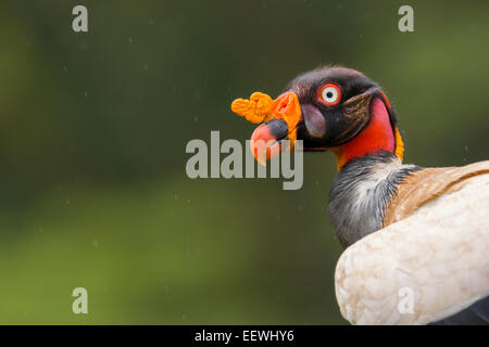 Erwachsenen König Geier Sarcoramphus Papa stehenden Warnung bei Boca Tapada, Costa Rica, Januar 2014. Stockfoto