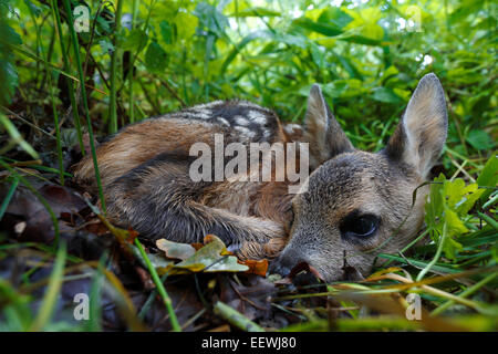 Reh (Capreolus Capreolus), fawn, versteckt auf dem Boden, mittlere Elbe-Biosphärenreservat, Dessau-Roßlau, Sachsen-Anhalt Stockfoto