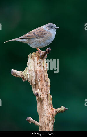 Heckenbraunelle oder Hedge Sparrow (Prunella Modularis), Emsland, Niedersachsen, Deutschland Stockfoto