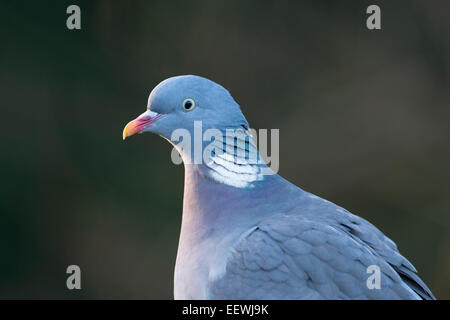 Ringeltaube (Columba Palumbus), Emsland, Niedersachsen, Deutschland Stockfoto