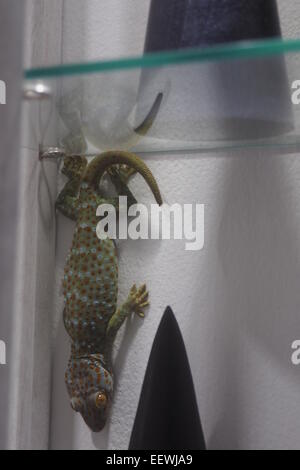 Ein großer Gecko in einer Vitrine in einem Geschäft in Ubud, Bali. Stockfoto