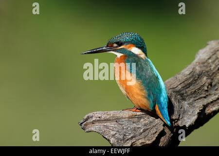 Eisvogel (Alcedo Atthis), Stand der erwachsenen männlichen Jagd Jagd, mittlere Elbe-Biosphärenreservat, Sachsen-Anhalt, Deutschland Stockfoto